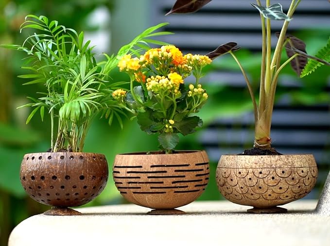 Rainforest Bowls Set of 2 Horizons Coconut Planters w/Drainage Hole- Perfect for Succulents, Flowers, Small Plants, Indoor & Outdoor Gardens- Handcarved by Artisans, Eco-Friendly & Sustainable