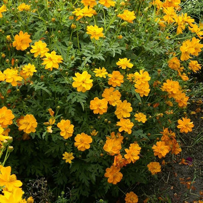 Outsidepride Orange Cosmos Sulphureus Seeds - 1000 Pcs Annual, Drought Tolerant & Pollinator Friendly, Flower Seeds for Planting w/Vibrant Double Blooms, Ideal for Landscaping & Xeriscaping