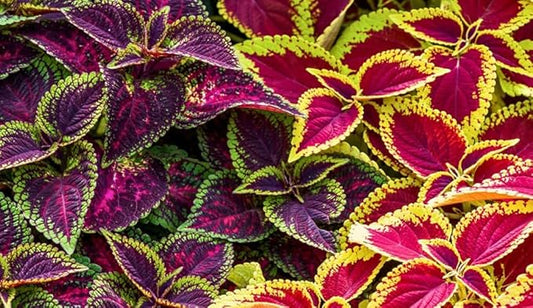 100PCS Coleus Seeds Rainbow Mix Pollinator Bumble Bee Houseplants Shade Garden Plant Seeds