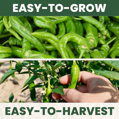 Shishito Pepper – 60 Premium Seeds for Planting – Sweet, Savory, High-Yielding Specialty Pepper for The 2026 Season – 500 Milligram Pouch