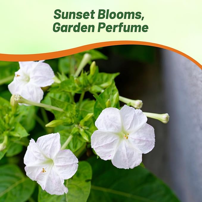 Outsidepride White Four O'clock Flower Seeds - 1 lb Perennial Fragrant, Trumpet-Shaped Blooms, Deer-Proof & Easy to Grow, for Pollinator & Evening Gardens, Containers, Hedges, or Borders
