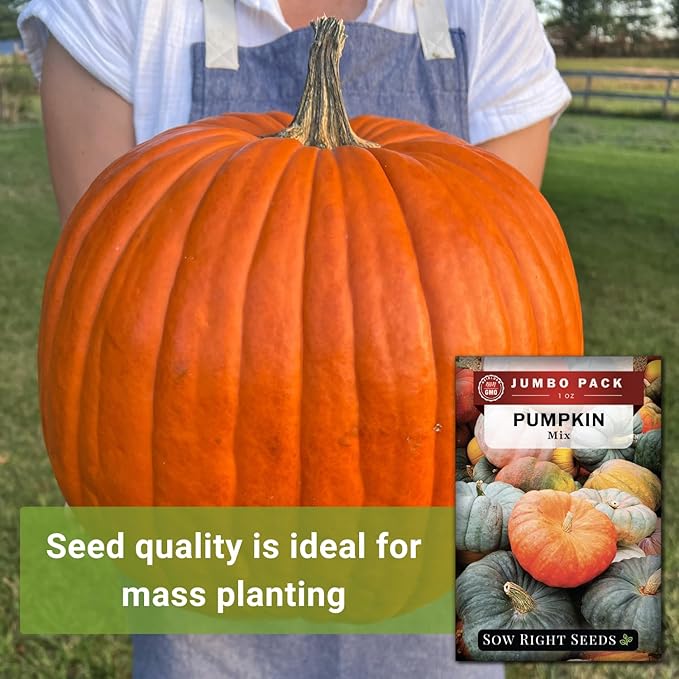 Sow Right Seeds - Bulk Mixed Pumpkin Seeds for Planting - 1 Ounce, 140 Seeds - Non-GMO Heirloom Jumbo Pack - Includes Small Sugar, Big Max, Casper, and More - Grow Loads of Colorful Mixed Pumpkins