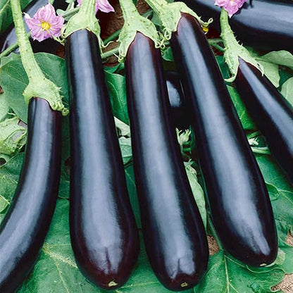 Seeds Vegetable Black Eggplant Long Pop - 30 Seeds