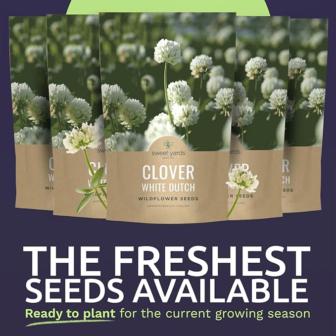 White Dutch Clover - Bulk 5 Pounds - 3,000,000 Flower Seeds for Planting - Trifolium repens