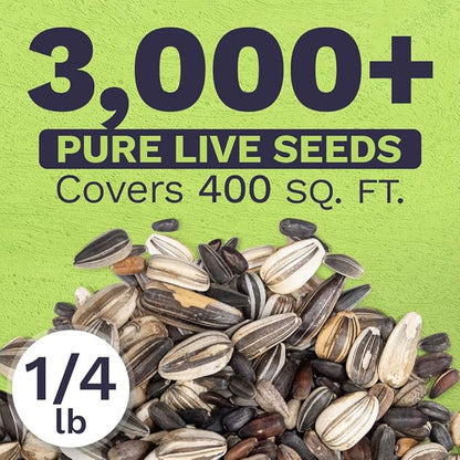 Bulk Sunflower Seeds - Variety Mix 10 Types of Beautiful Sunflowers - 1/4 Pound Bag Open Pollinated Sunflower Seeds for Planting
