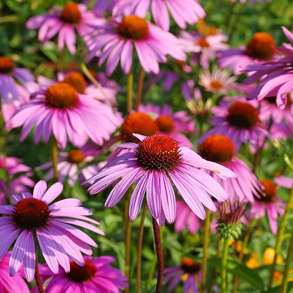 Purple Coneflower Seeds 1 OZ, Perennial Open Pollinated Non-GMO Echinacea Seeds Grown in The USA, Cone Flower Seed for Planting, USDA 3-9