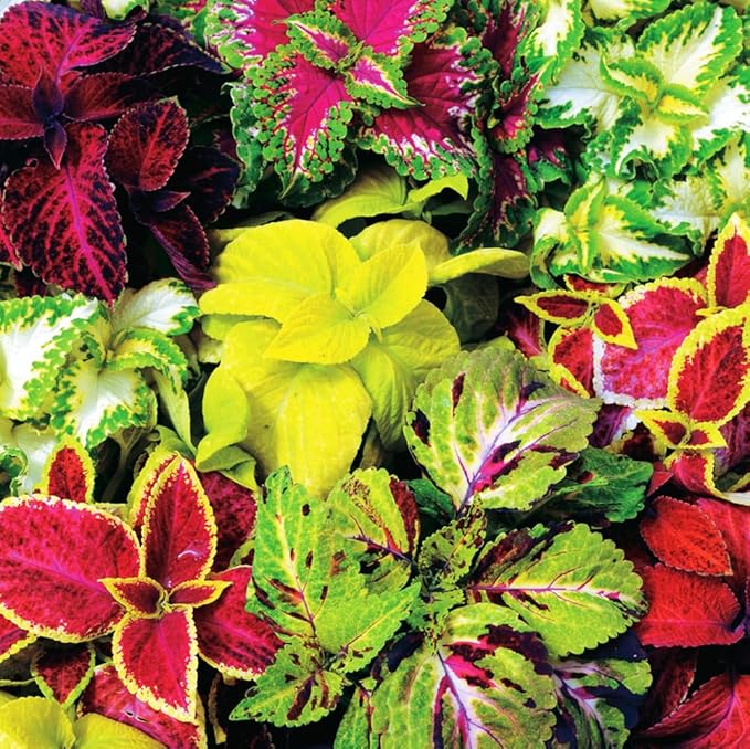 100 pcs Coleus Rainbow Mix Seeds for Planting - Beautiful Flowers - Indoors or Outdoors - Non-GMO Heirloom Seeds