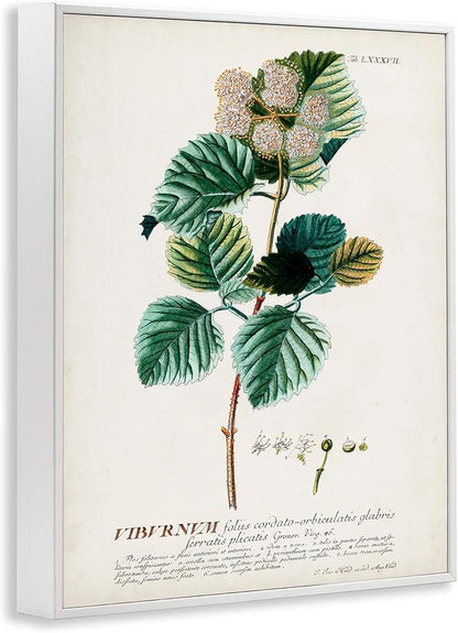 Stupell Industries Botanical Plant Illustration Seeds Vintage Design, Design by World Art Group, White Framed, 11 x 14