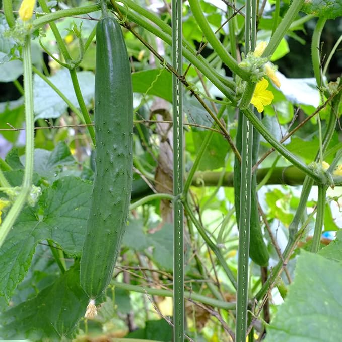 55 inch Garden Stakes 25 Pack Tomato Stakes Plant Sticks with 100 Ties