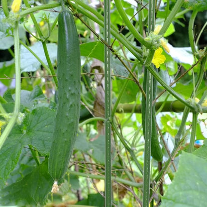 55 inch Garden Stakes 25 Pack Tomato Stakes Plant Sticks with 100 Ties