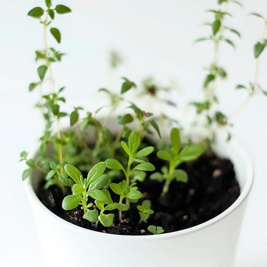 Seed Needs Thyme Seeds for Planting - Non-GMO Heirloom & Untreated Perennial Herb Seed to Plant a Culinary Kitchen Garden Indoors or Outdoors (5 Packs)
