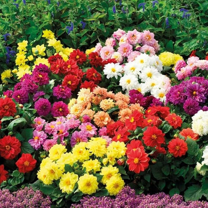 Seeds Flowers Dahlia Double Mix Annual - 30 Seeds