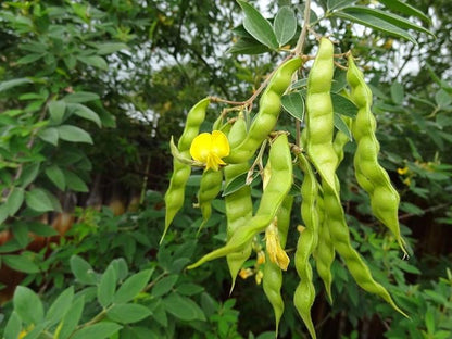 100 Pigeon Pea, Known as/Gandules/Jamaican Gungo/Congo Peas- Heirloom Seeds