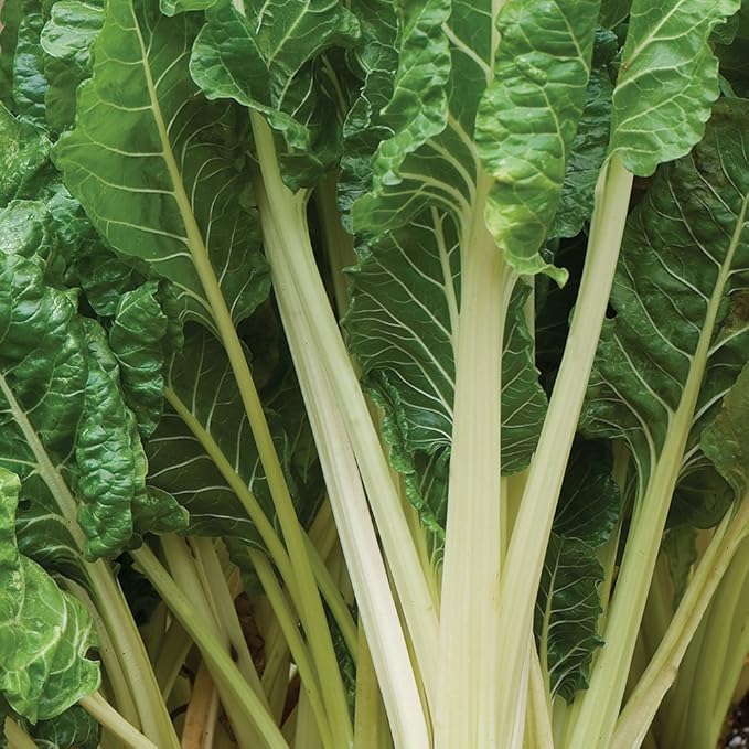 Burpee Fordhook® Giant (Organic) Swiss Chard Seeds 350 seeds