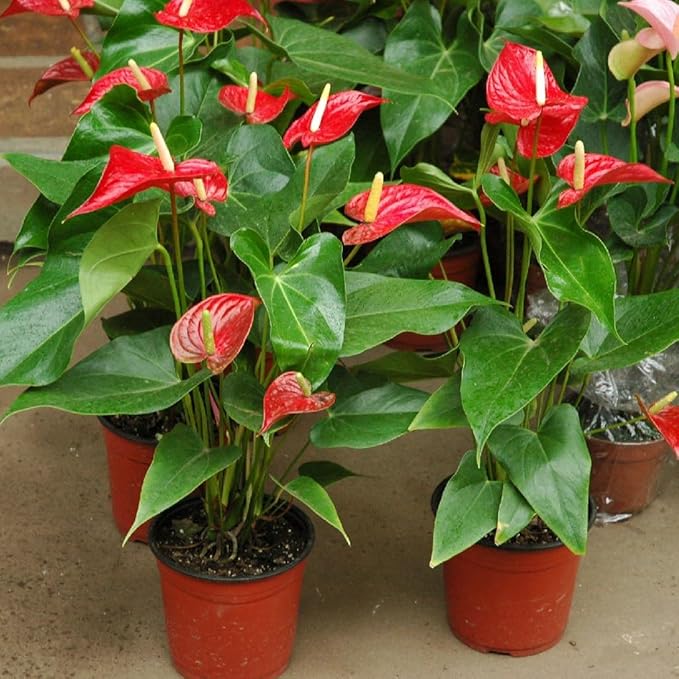 Gardenera Anthurium Potting Mix - Provide Your Plants with The Perfect Soil Composition - 3 QUARTS