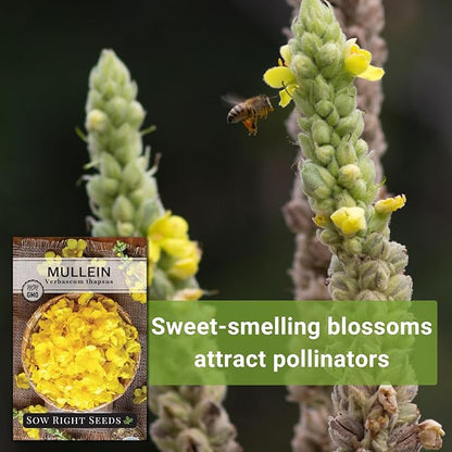 Sow Right Seeds - Mullein Seeds for Planting - Non-GMO Heirloom Variety - Ideal for Gardens, Landscaping, Medicinal Herbs - Easy to Grow - Indoor or Outdoor Growing - Herb Garden (3)