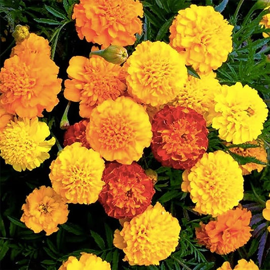 Petite Mix Marigold Seeds - 500 Seeds - 6" Tall