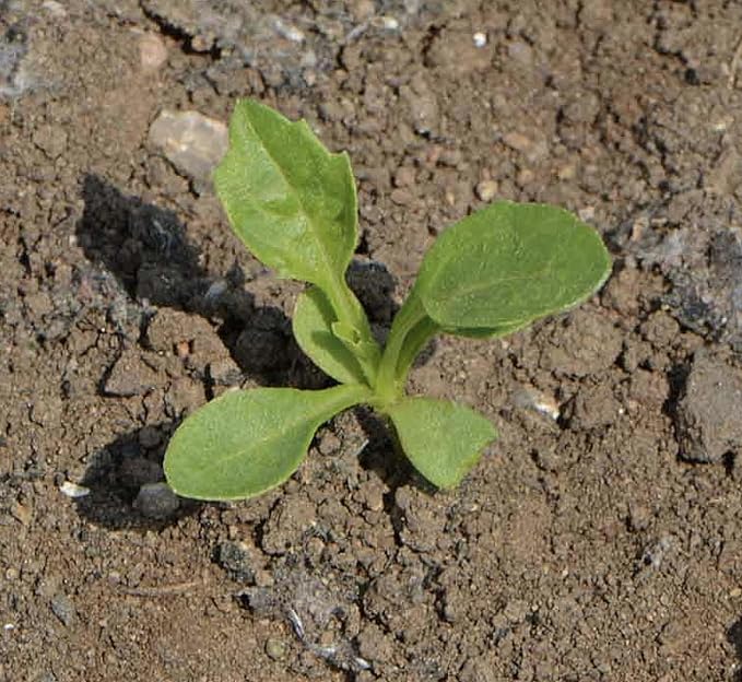 Duchess Aster Mixed Colors Seeds - 1000 Seeds Approximately