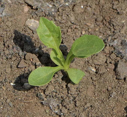 Duchess Aster Mixed Colors Seeds - 1000 Seeds Approximately