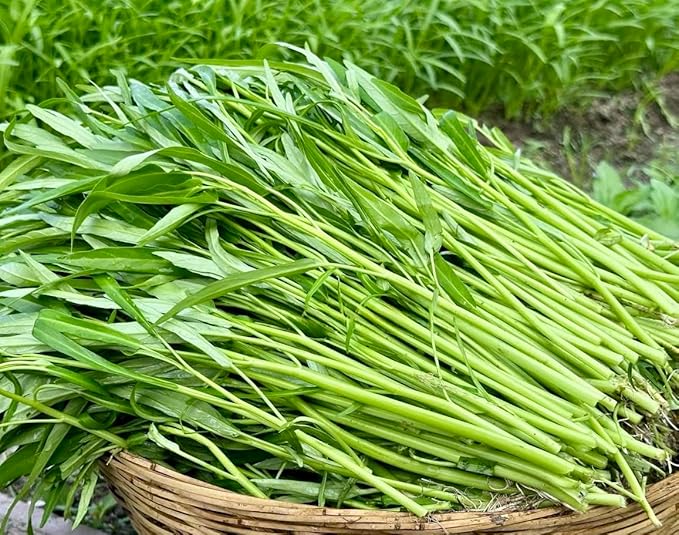 1000+ Organic Water Spinach Seeds – Kangkong, Ong Choy, Rau Muong – Heirloom, Non-GMO, USA Grown - Asian Vegetable Seeds for Home Garden or Backyard Planting