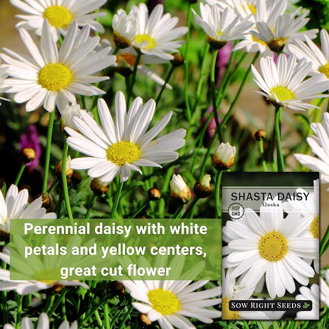 Sow Right Seeds - Shasta Daisy Flower Seeds for Planting - Non-GMO Heirloom Packet with Instructions - Attract Butterflies and Excellent for Cutting - White Blossom with Yellow Centers (3)