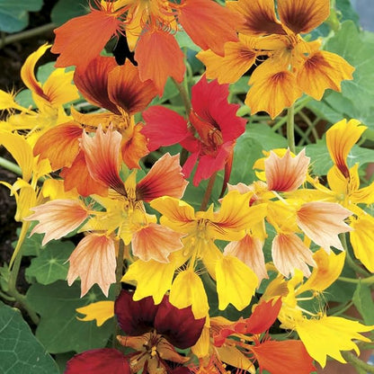 Outsidepride Phoenix Mix Nasturtium Seeds - 25 Pcs Annual, Easy to Grow & Versatile, Flower Seeds for Planting Vibrant Blooms, Ideal for Gardens, Borders, and Pollinator Gardens