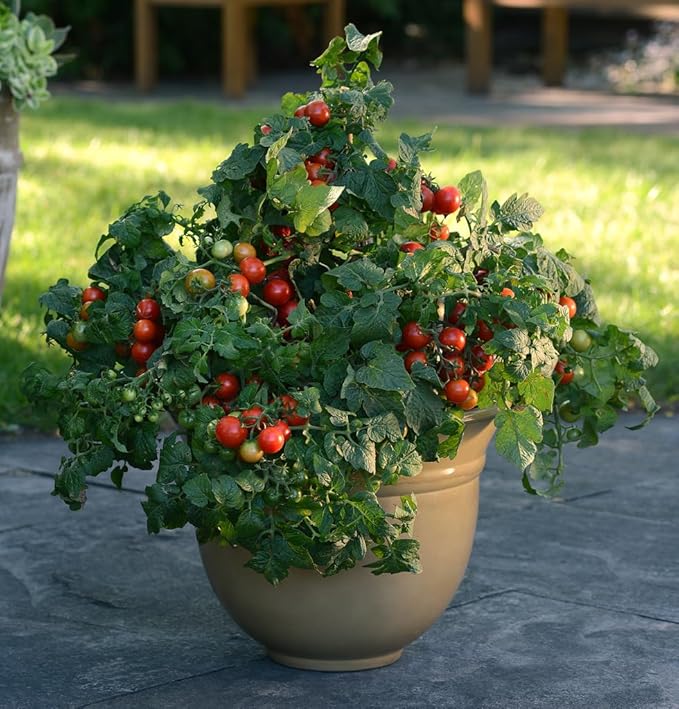 Seeds Red Dwarf Tomato Indoor Determinate Non GMO Heirloom