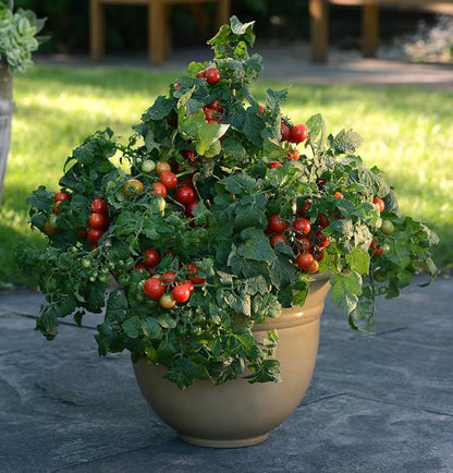 Seeds Red Dwarf Tomato Indoor Determinate Non GMO Heirloom