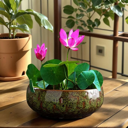 Lotus Bowl Planter, Lotus Bowls for Planting in Water Indoors, Bonsai Bowl Lotus Flower Seeds, Ceramic Planters for Indoor Plants (Green)