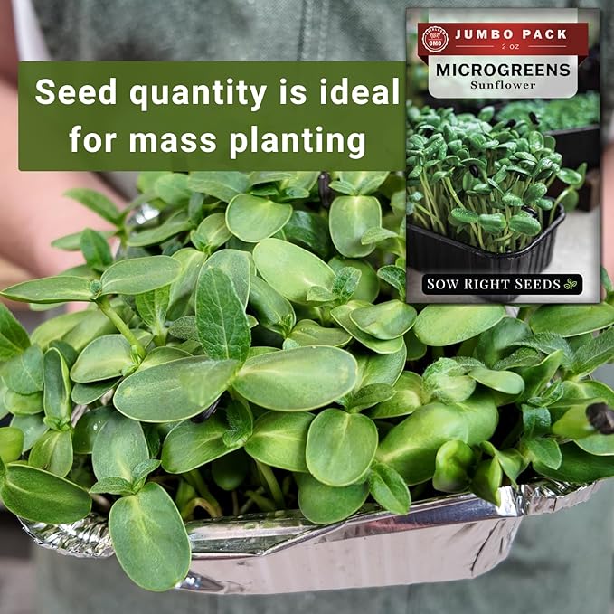 Sow Right Seeds - Bulk Sunflower Microgreen Seeds for Growing - 2 Ounce, 1000 Seeds - Non-GMO Heirloom Jumbo Pack with Instructions to Grow Healthy Microgreens - Grow Loads of Sunflower Microgreens