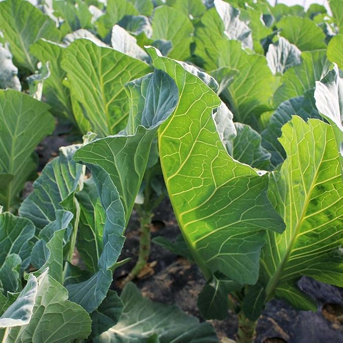 Outsidepride Bayou Kale Seeds - 50 lb. Annual, Versatile & Cold-Tolerant, Cover Crop Seeds for Planting Large, Resilient Foliage for Livestock Grazing, Erosion Control & Easy Growth