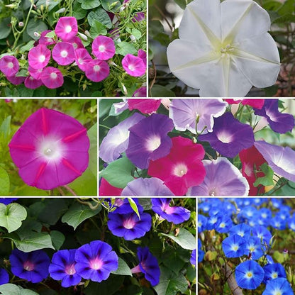 Eden Brothers Top O The Morning Flower Mixed Seeds for Planting, 1/4 lb, 120,000+ Seeds with Morning Glory, Moonflower | Attracts Pollinators, Plant in Spring or Fall, Zones 3, 4, 5, 6, 7, 8, 9, 10
