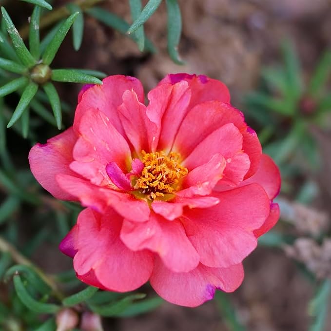 Mixed Color Portulaca Grandiflora Seeds, 10000 Double Moss Rose Seeds for Planting, Heirloom Ground Cover - Purslane Flower Seed for Outside, Beds, Yards, Flower Garden