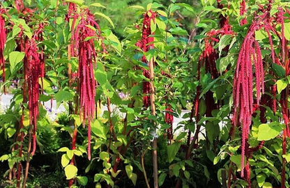 Seeds Love-Lies-Bleeding - Red Amaranth - Annual Flowers for Planting - GMO Free