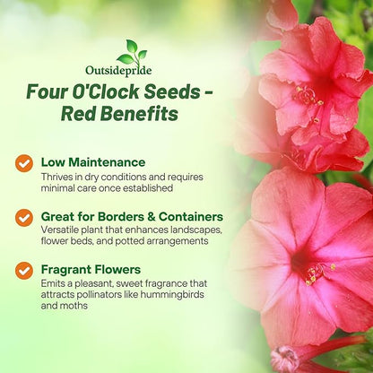 Outsidepride Red Four O'clock Flower Seeds - 1/4 lb Perennial Fragrant, Trumpet-Shaped Blooms, Deer-Proof & Easy to Grow, for Pollinator & Evening Gardens, Containers, Hedges, or Borders