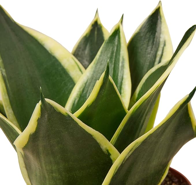 House Plant Shop | Snake 'Black Gold' - 4" Pot | Live Indoor Plant | Easy to Care | Natural Décor Plant | Great Gifts| Free Care Guide