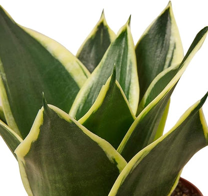 House Plant Shop | Snake 'Black Gold' - 4" Pot | Live Indoor Plant | Easy to Care | Natural Décor Plant | Great Gifts| Free Care Guide