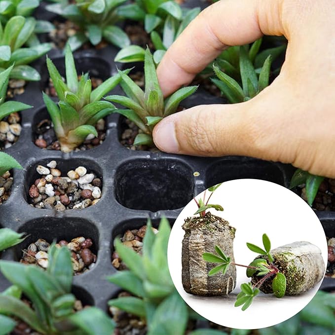 Tlswshsy 120 Pcs 30mm Peat Pellet Plant Pallet Seedling Soil Block, Plant Starting Plugs, Transplanting Growing Garden Flower Vegetables