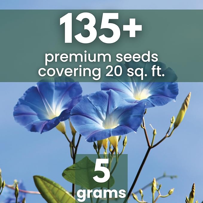 Morning Glory Heavenly Blue – 135 Seeds for Planting – 2026 Season – 5-Grams Pouch