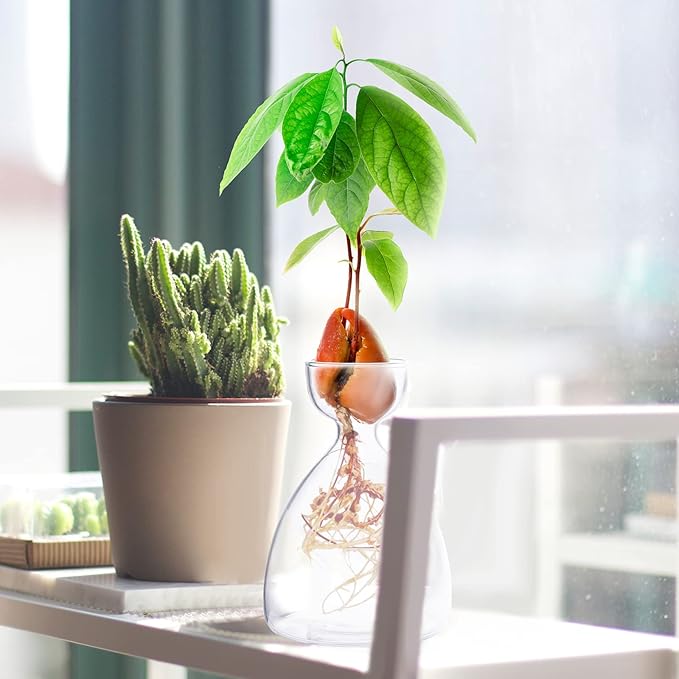 Avocado Seed Sprout Starter Vase Planter Pot Indoor Avocado Tree Growing Vase Kit Glass Garden Seed Starter Planting Vase Clear Avocado Seed Planter Gift for Kids Adult Friends Families