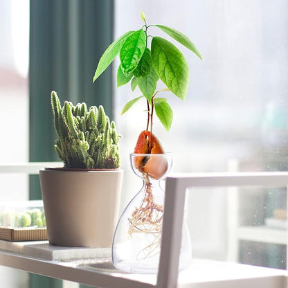 Avocado Seed Sprout Starter Vase Planter Pot Indoor Avocado Tree Growing Vase Kit Glass Garden Seed Starter Planting Vase Clear Avocado Seed Planter Gift for Kids Adult Friends Families