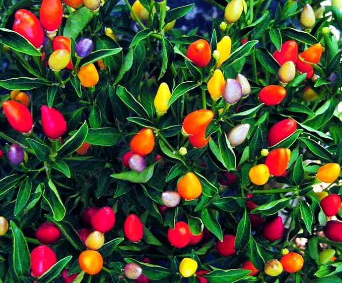 Pepper Masquerad Ornamental Hot Chili Pepper Multicolor 50+ Seeds for Planting Ideal for Pots