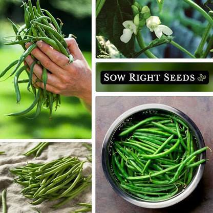 Sow Right Seeds - Bulk Kentucky Wonder Pole Bean Seeds for Planting - 2 Ounce, 170 Seeds - Non-GMO Heirloom Jumbo Pack with Instructions to Plant a Home Vegetable Garden - Bountiful Harvest of Beans