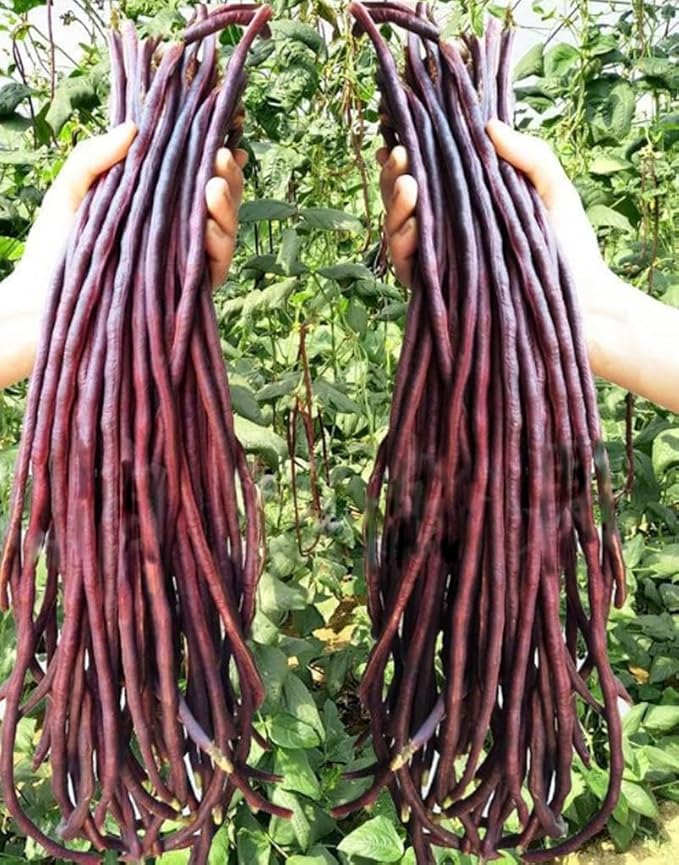 30PCS Purple Red Yard Noodle Bean Seeds Asparagus Bean String Bean Seeds
