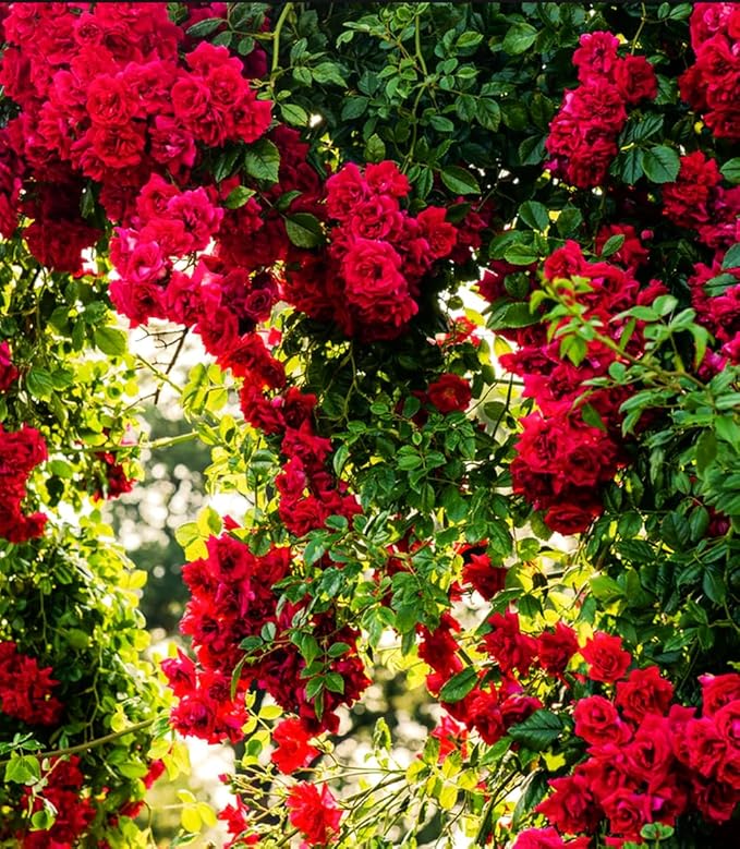 100+ Red Climbing Rose Seeds for Planting Outdoors Ornamental Climbing Flowers Rosa Bush Vine Climber Long-Blooming