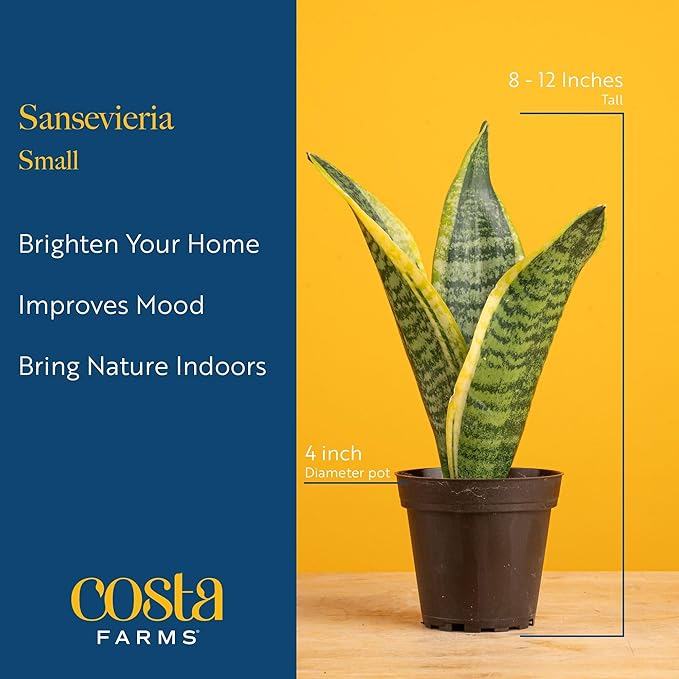 Costa Farms Snake Plant, Small Live Plant in Plastic Pot, Easy to Maintain, Air Purifying Succulent Indoor Houseplant Assorted Variety, Perfect for Home, Room, or Office Décor Gift, 8-12 Inches Tall