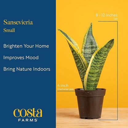 Costa Farms Snake Plant, Small Live Plant in Plastic Pot, Easy to Maintain, Air Purifying Succulent Indoor Houseplant Assorted Variety, Perfect for Home, Room, or Office Décor Gift, 8-12 Inches Tall