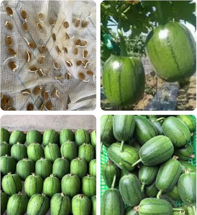 2 Bags Seeds mướp tròn Mỹ Nhân Apple LUFFA F1 Rare蘋果絲瓜 Very Sweet Giòn Ngot Round Giống lạ đẹp mắt sai trái high Yield 10 Taiwan Hybrid Seeds Very Sweet can be Eaten raw; Fast spout Productive