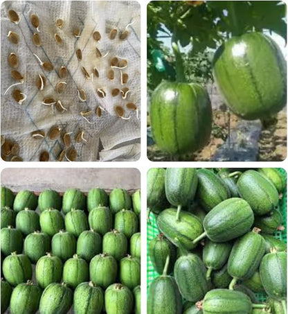 2 Bags Seeds mướp tròn Mỹ Nhân Apple LUFFA F1 Rare蘋果絲瓜 Very Sweet Giòn Ngot Round Giống lạ đẹp mắt sai trái high Yield 10 Taiwan Hybrid Seeds Very Sweet can be Eaten raw; Fast spout Productive