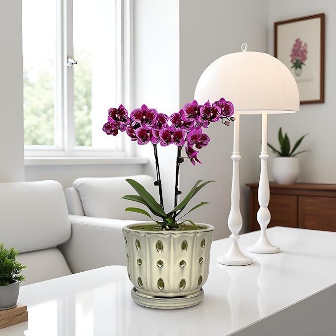 Ceramic Orchid Pot with Attached Saucer and Drainage Hole 6'' Orchid Planter (Cream)